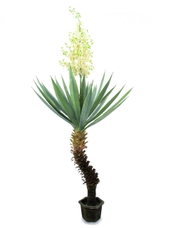 Yucca palma s květy, 222 cm