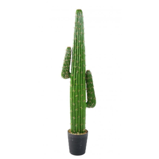 Mexický kaktus, 145cm