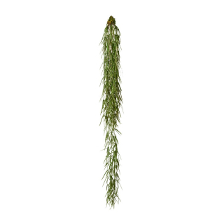 Hoya popínavá rostlina, 120cm