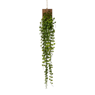 Muehlenbeckia popínavá rostlina, 123cm