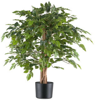Ficus Benjamin, 85cm
