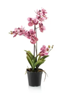 Orchidej růžová, 60cm