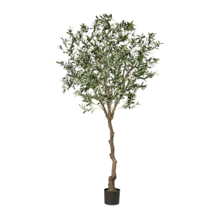 Olivovník s plody, 240cm