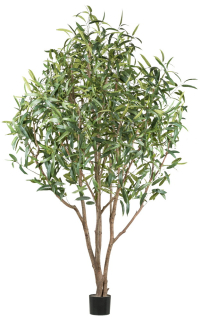 Ficus Longifolia, 260cm