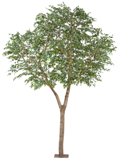 Ficus Benjamin, 310cm