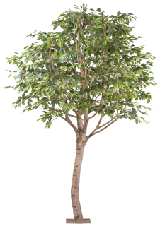Ficus Benjamin, 260cm