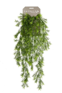 Popínavý Asparagus sprengeri, 75cm