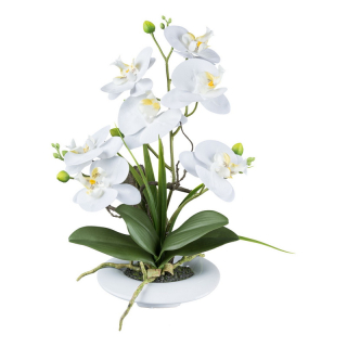 Orchidej bílá v misce, 41cm