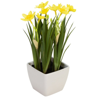 Narcisy v květináči, 23 cm