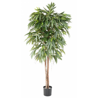 Ficus longifolia strom - přírodní kmeny, 180cm