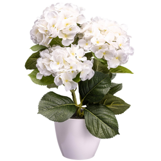 Hortenzie bílá v bílém květináči, 32cm