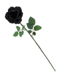Růže, otevřený květ, černá, 65cm