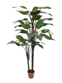 Strelície palma - 2 květy, 220 cm