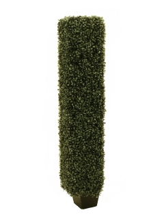 Zimostráz - buxus sloup, 120cm