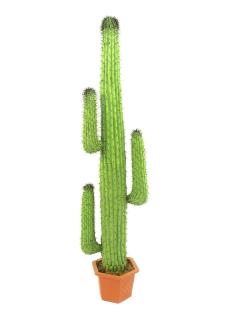 Mexický kaktus zelená  170 cm