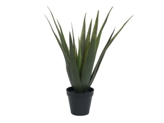 Aloe-Vera rostlina v květináči, 60 cm