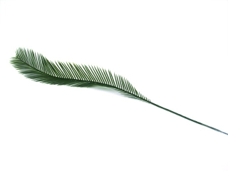 Palmový list Cykas - 12 kusů, 84cm